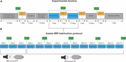 Male and Female C57BL/6 Mice Respond Differently to Awake Magnetic Resonance Imaging Habituation